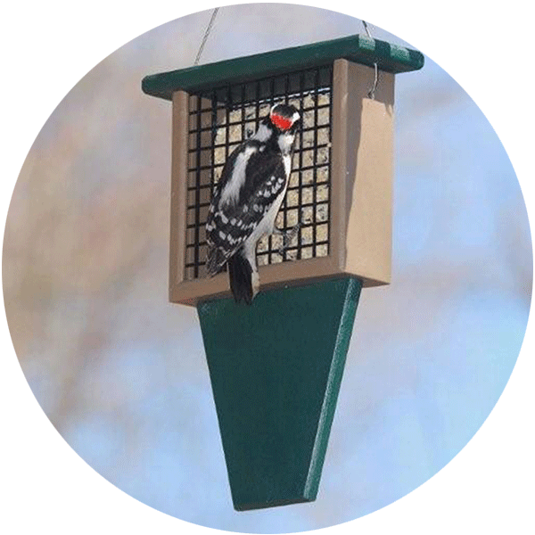 Suet Feeder with a Woodpecker eating it.